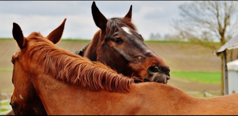 Mutuelle pour cheval - Assurance santé pour les chevaux 