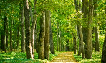 Investissement bois et forêts