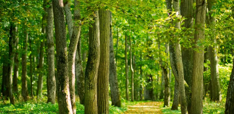 Investissement bois et forêts